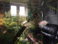 Aquarium and Fish for Sales COLLECTION ONLY