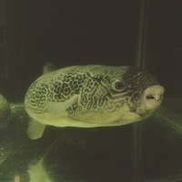 GIANT MBU PUFFER