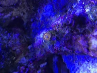 Corals zoas