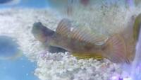 Marine fish Purple Tang powder blue goby