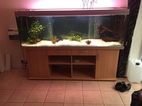 Rena 6 and half foot tank 79 inch long