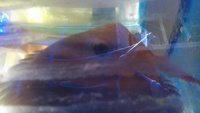 Proven Breeding Pair of Red Alenquer Discus