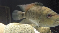 BEANI CICHLIDS