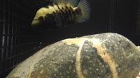 BEANI CICHLIDS