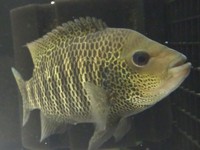 BEANI CICHLIDS