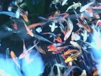 L FYSH AQUATICS BRANDON SUFFOLK/NORFOLK NEW KOI IN STOCK NOW 