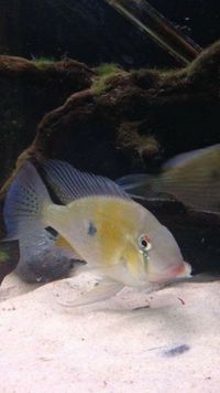 3 x Acarichthys Heckeli - Thread fin Acara