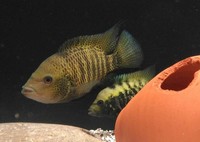 BEANI CICHLIDS