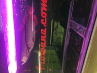 Pair of Super High Back Red Tail Golden Arowana