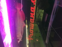 Pair of Super High Back Red Tail Golden Arowana