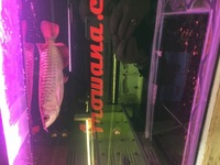 Pair of Super High Back Red Tail Golden Arowana