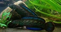 Channa stewartii special X6 Rare dwarf snakehead