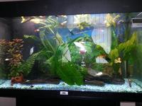 Tropical fish tank with stand and fish