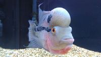 RED DRAGON FLOWERHORN