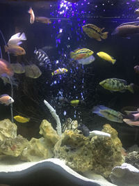 LARGE FISH FOR SALE - Leicester