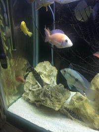 LARGE FISH FOR SALE - Leicester