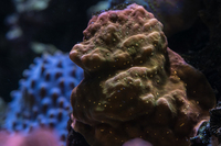 LARGE CORALS, FISH AND LIVE ROCK FOR SALE- TANK SHUT DOWN