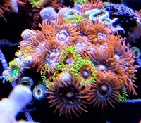 UK SHIPPING Marine Corals based in NW LONDON