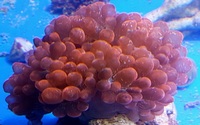 UK SHIPPING Marine Corals based in NW LONDON