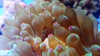 UK SHIPPING Marine Corals based in NW LONDON