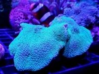 UK SHIPPING Marine Corals based in NW LONDON