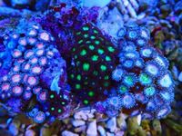 Zoa Rocks and Frags And Mushies for sale