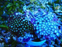 Zoa Rocks and Frags And Mushies for sale