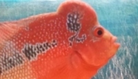 SRD flowerhorn