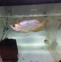 FAFULONG KING MALAYSIAN GOLDEN BLUE BASE AROWANA