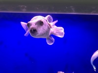 Hush puppy dog face puffer