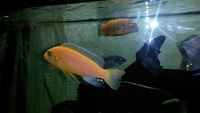 3 adult red zebra cichlid