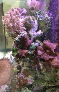 Marine livestock in Aqua One 3 foot established tank, sump for sale