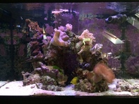 Marine livestock in Aqua One 3 foot established tank, sump for sale