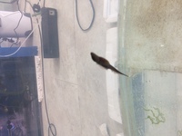 Rare Aba Aba knife fish