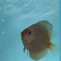 2-2.5 Discus G&R Discus UK