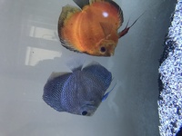 Discus pair