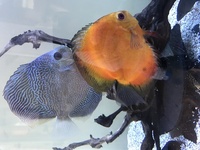 Discus pair