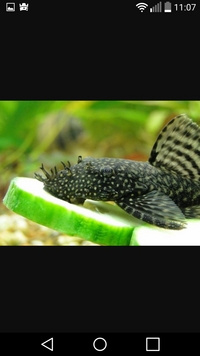 Kribensis and bristlenose plecs for sale 2 pound each