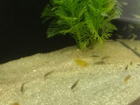 F1 & F2 Cichlid Fry - Trewavasae, Venustus & Saulosi