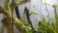 MARINE TIGERTAIL SEAHORSE