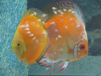 Pair of breeding discus