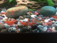 HIGH GRADE Red Cherry Shrimp