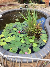 Garden Pond Equipment, Fish and Plants. Pump, UV Filter, Tanks, Filter everything must go.