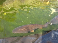 Koi and carp