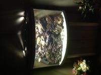 Aqualantis 190 corner beech oak aquarium for sale