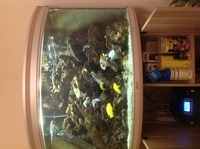 Aqualantis 190 corner beech oak aquarium for sale