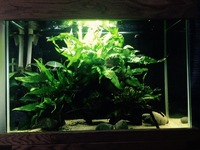 76cm Oak Tank