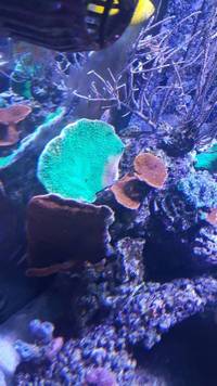 Corals