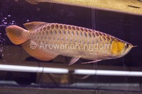 AAA Grade Super Red Arowana