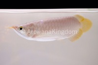 AAA Grade Super Red Arowana